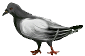 Pigeon