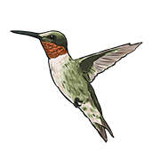 hummingbird