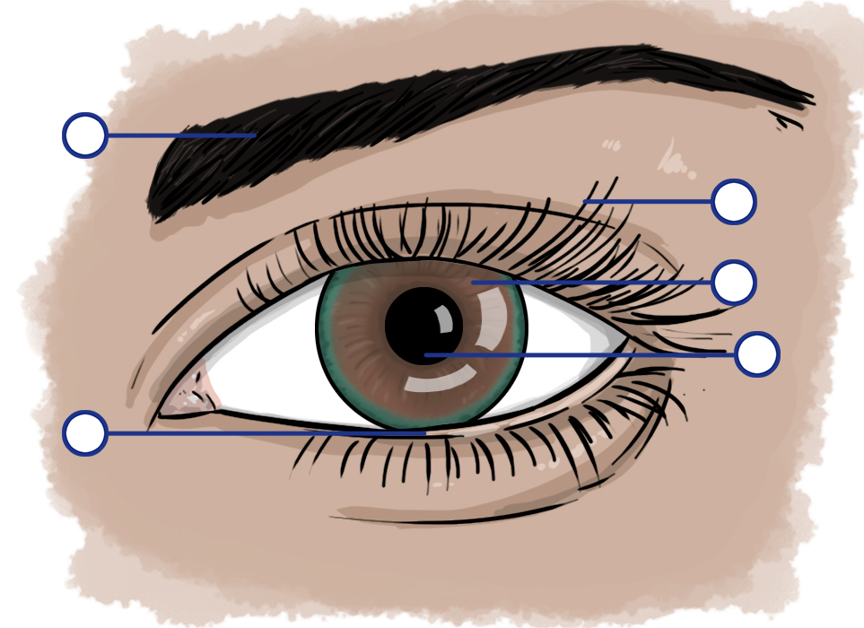 eye vocabulary