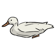 duck