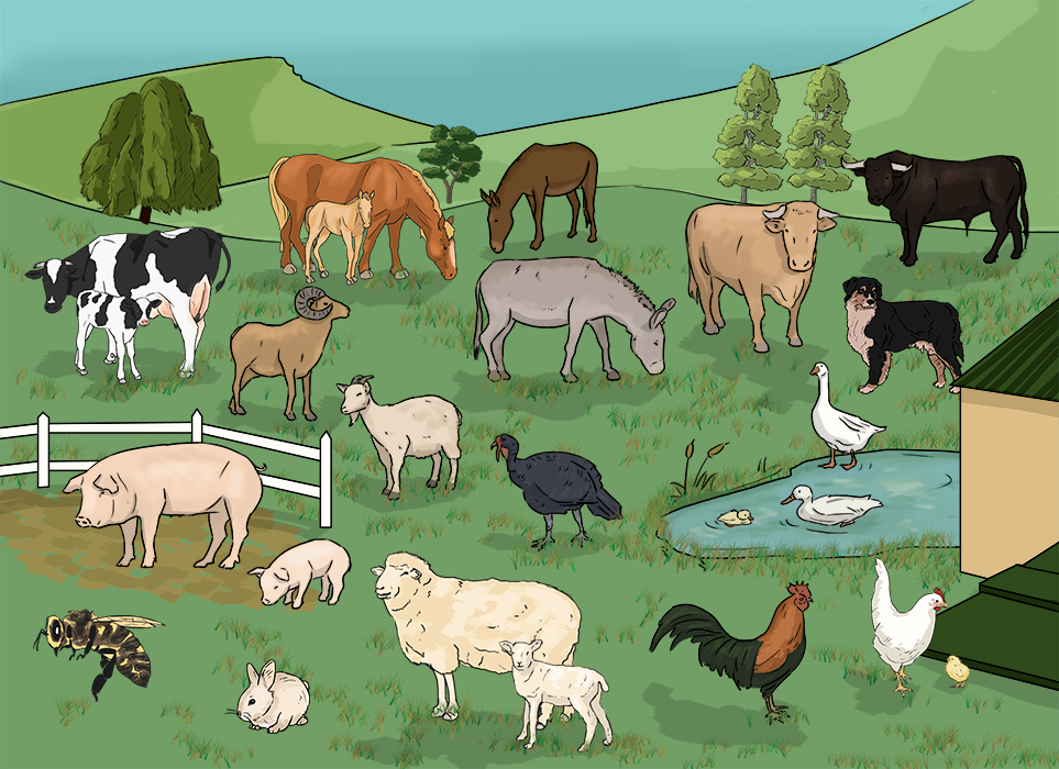 farm animals