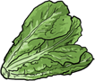 lettuce