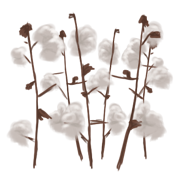 cotton