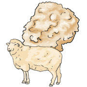 wooly