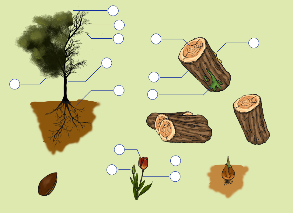 plant parts