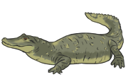 Alligator