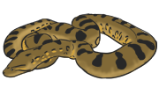 anaconda