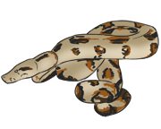 boa