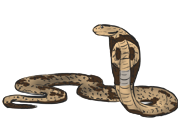 cobra
