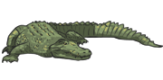 crocodile