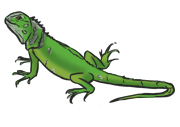 iguana