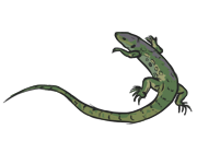 lizard