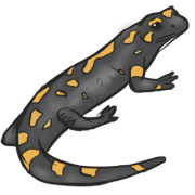 salamander