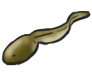 toadpole
