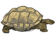 Tortoise