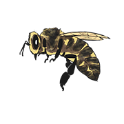 bee
