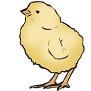 chick