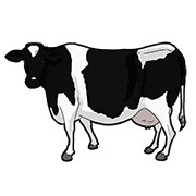 cow
