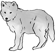 cub