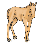 foal