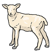 lamb