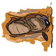 larva