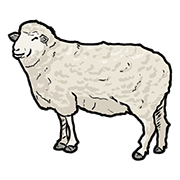 sheep