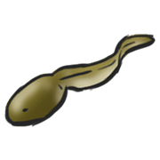 tadpole