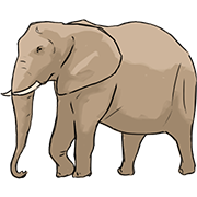 elephant
