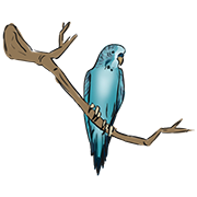bird