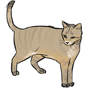cat