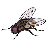 fly