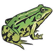 frog