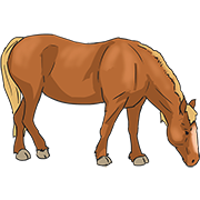 horse