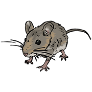 mouse