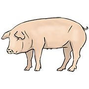 pig