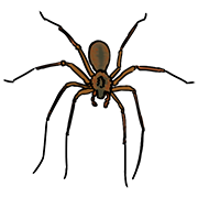 spider
