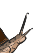 antennae