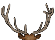 antlers