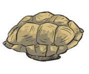 shell