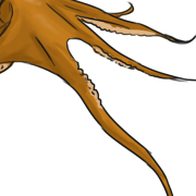 tentacles