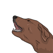 bark