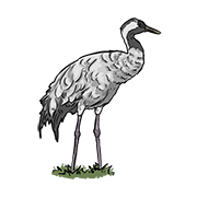 crane