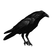 crow