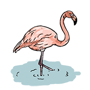 flamingo