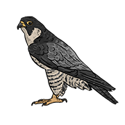 hawk
