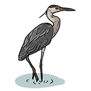 heron
