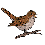 nightingale