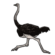 ostrich