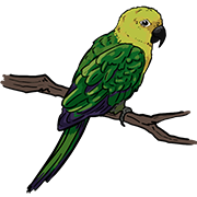 parrot